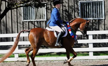 R O Lervick Arabians Farm Visit 10/10/26