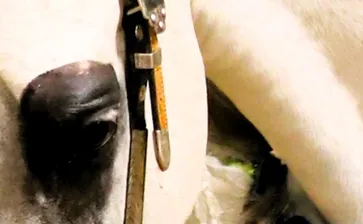 Region 7 2026 - Thursday 4/16