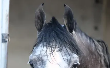 Scottsdale 2026 - Tuesday 2/10