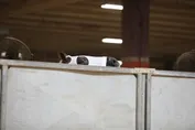 8a7c78e20b4b517457ac02acdc8c26bb65201aa32c7bedd5267e91564af50e47.jpg