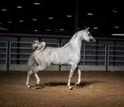 4ea0097948296a8d57fdb894cf31734315c55af94ab674ce1f44fb3c1bd0c1e1_1_IzAwMDgwMF8xMDA=.jpg